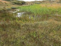 NL, Friesland, Vlieland, Cranberryvallei 19, Saxifraga-Hans Boll