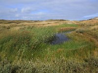 NL, Friesland, Vlieland, Cranberryvallei 21, Saxifraga-Hans Boll