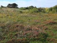 NL, Friesland, Vlieland, Cranberryvallei 27, Saxifraga-Hans Boll