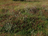 NL, Friesland, Vlieland, Cranberryvallei 29, Saxifraga-Hans Boll