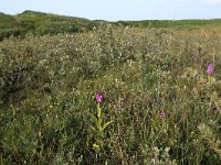 NL, Friesland, Vlieland, Cranberryvallei 3, Saxifraga-Hans Boll