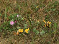 NL, Friesland, Vlieland, Cranberryvallei 41, Saxifraga-Hans Boll