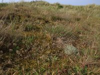 NL, Friesland, Vlieland, Cranberryvallei 46, Saxifraga-Hans Boll