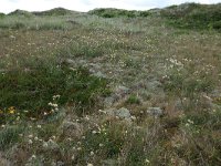 NL, Friesland, Vlieland, Dodemans Bol 2, Saxifraga-Hans Boll