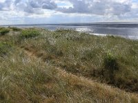 NL, Friesland, Vlieland, Dodemans Bol 4, Saxifraga-Hans Boll