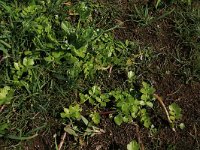 NL, Friesland, Vlieland, Eerste Kroons Polder 11, Saxifraga-Hans Boll