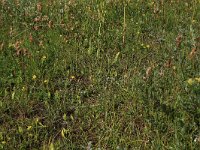 NL, Friesland, Vlieland, Eerste Kroons Polder 14, Saxifraga-Hans Boll