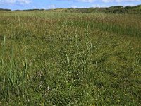 NL, Friesland, Vlieland, Eerste Kroons Polder 24, Saxifraga-Hans Boll