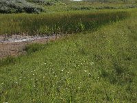 NL, Friesland, Vlieland, Eerste Kroons Polder 25, Saxifraga-Hans Boll