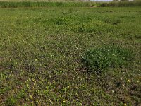 NL, Friesland, Vlieland, Eerste Kroons Polder 3, Saxifraga-Hans Boll