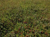 NL, Friesland, Vlieland, Eerste Kroons Polder 34, Saxifraga-Hans Boll