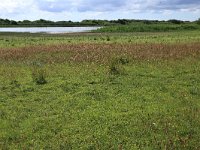 NL, Friesland, Vlieland, Eerste Kroons Polder 8, Saxifraga-Hans Boll