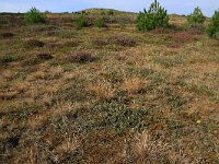 NL, Friesland, Vlieland, Kooisplek 12, Saxifraga-Hans Boll