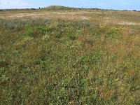 NL, Friesland, Vlieland, Kooisplek 15, Saxifraga-Hans Boll