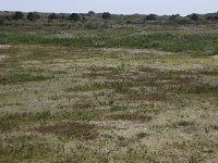 NL, Friesland, Vlieland, Kooisplek 2, Saxifraga-Hans Boll