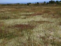 NL, Friesland, Vlieland, Kooisplek 26, Saxifraga-Hans Boll