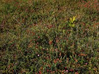 NL, Friesland, Vlieland, Kooisplek 34, Saxifraga-Hans Boll