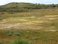 NL, Friesland, Vlieland, Kooisplek 38, Saxifraga-Hans Boll