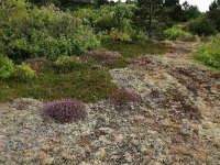 NL, Friesland, Vlieland, Kooisplek 40, Saxifraga-Hans Boll