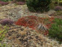 NL, Friesland, Vlieland, Kooisplek 42, Saxifraga-Hans Boll