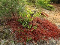 NL, Friesland, Vlieland, Kooisplek 48, Saxifraga-Hans Boll