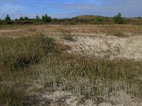 NL, Friesland, Vlieland, Kooisplek 6, Saxifraga-Hans Boll