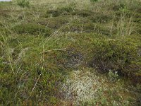 NL, Friesland, Vlieland, Kooispleklid 10, Saxifraga-Hans Boll