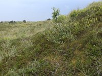 NL, Friesland, Vlieland, Kooispleklid 12, Saxifraga-Hans Boll