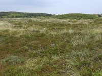 NL, Friesland, Vlieland, Kooispleklid 13, Saxifraga-Hans Boll