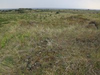 NL, Friesland, Vlieland, Kooispleklid 18, Saxifraga-Hans Boll