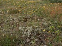 NL, Friesland, Vlieland, Kooispleklid 2, Saxifraga-Hans Boll