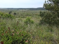 NL, Friesland, Vlieland, Kooispleklid 21, Saxifraga-Hans Boll