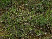 NL, Friesland, Vlieland, Kooispleklid 22, Saxifraga-Hans Boll