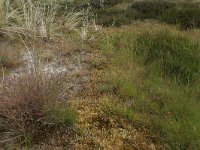 NL, Friesland, Vlieland, Kooispleklid 6, Saxifraga-Hans Boll