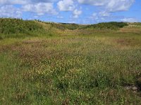 NL, Friesland, Vlieland, Meeuwenduinen 4, Saxifraga-Hans Boll