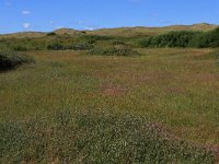 NL, Friesland, Vlieland, Meeuwenduinen 9, Saxifraga-Hans Boll