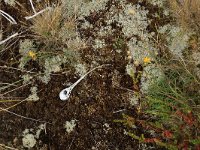 NL, Friesland, Vlieland, Poterslid 14, Saxifraga-Hans Boll