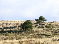 NL, Friesland, Vlieland, Stortemelk 1, Saxifraga-Bart Vastenhouw