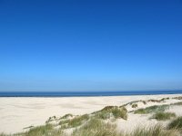 NL, Friesland, Vlieland, Strand 1, Saxifraga-Bart Vastenhouw