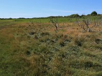 NL, Friesland, Vlieland, Tweede Kroons Polder 16, Saxifraga-Hans Boll