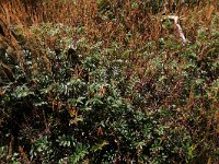 NL, Friesland, Vlieland, Tweede Kroons Polder 17, Saxifraga-Hans Boll