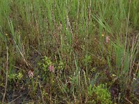 NL, Friesland, Vlieland, Vierde Kroons Polder 1, Saxifraga-Hans Boll