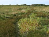 NL, Friesland, Vlieland, Vliehors 11, Saxifraga-Hans Boll