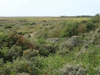 NL, Friesland, Vlieland, Vliehors 16, Saxifraga-Hans Boll