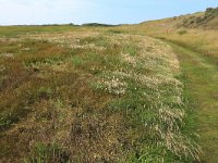 NL, Friesland, Vlieland, Vliehors 22, Saxifraga-Hans Boll