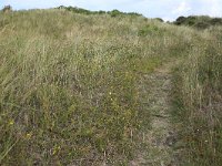 NL, Friesland, Vlieland, Vliehors 23, Saxifraga-Hans Boll