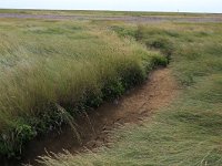 NL, Friesland, Vlieland, Vliehors 9, Saxifraga-Hans Boll