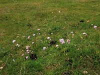 NL, Friesland, Vlieland, Westerveld 3, Saxifraga-Hans Boll