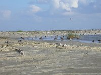 NL, Groningen, Eemsmond, Rottumeroog, Wad 1, Saxifraga-Mark Zekhuis