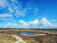 NL, Noord-Holland, Bergen, Schoorl 2, Saxifraga-Dirk Hilbers